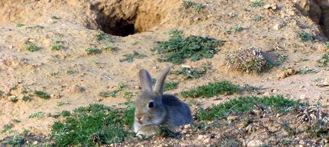Autorizadas medidas especiales contra los conejos en 41 municipios